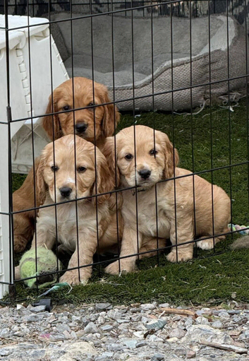 Male puppy