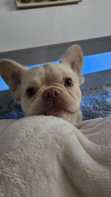 Long haired frenchie