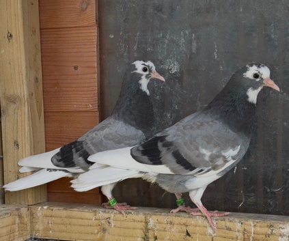Birmingham roller pigeons