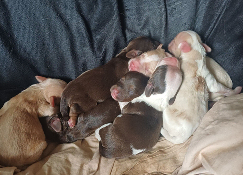 Cocker spaniel x chihuahua x puppies.