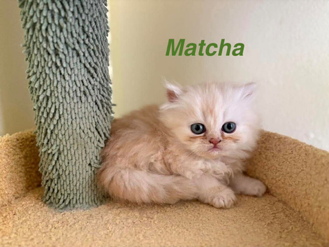 Beautiful exotic Persian Kittens