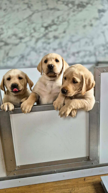 KC Registered yellow boys, Ready now