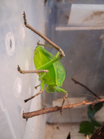 Giant Hooded Katydid and baby Jungle Nymphs