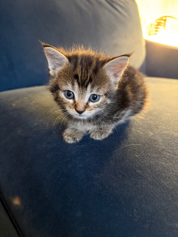 Beautiful litter of kittens