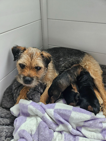 LAST BORDER TERRIER GIRL