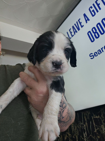 Spaniel pups