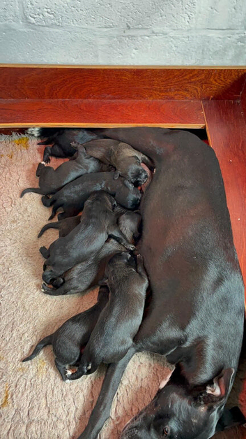 1st cross whippet/Bedlington puos