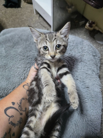 Beautiful kittens