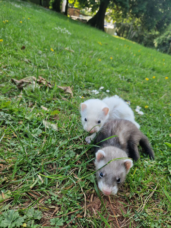 Ferret kits available