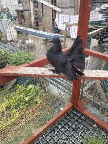 Indian fantail