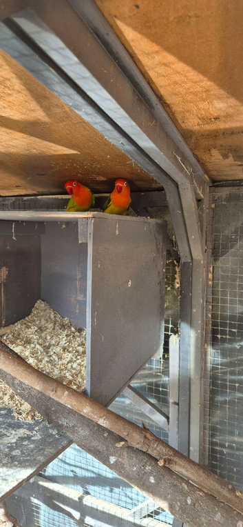 Pair of breeding love birds