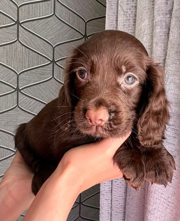 Cocker spaniel puppy ready to leave.