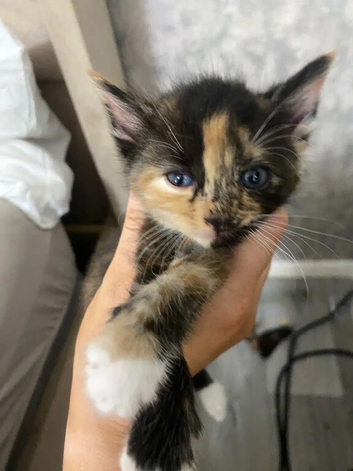 one left beautiful 8 week old kittens