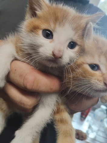 Orange tabby kittens