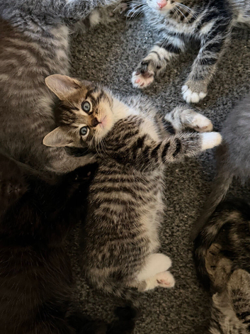 Mix of Ragdoll and British Shorthair male kitten