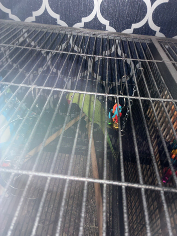 2 beautiful birds for sale