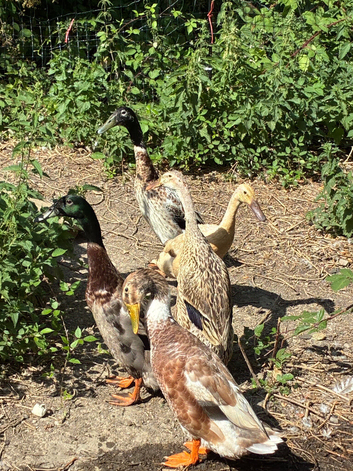 5 runner ducks looking for a new home
