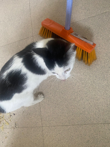 Turkish van