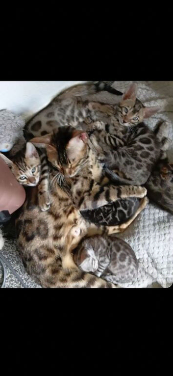 Bengal kittens for sale