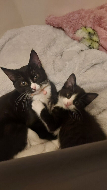 2 tuxedo kittens need going urgently