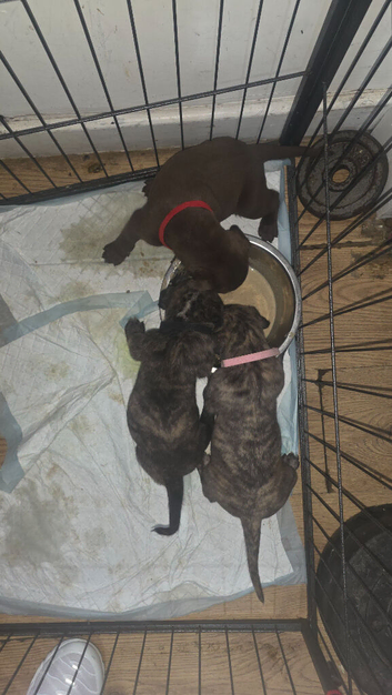 Pure presa canario x pure american p bully pups