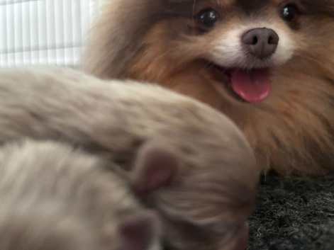 Lilac and tan Pomeranian