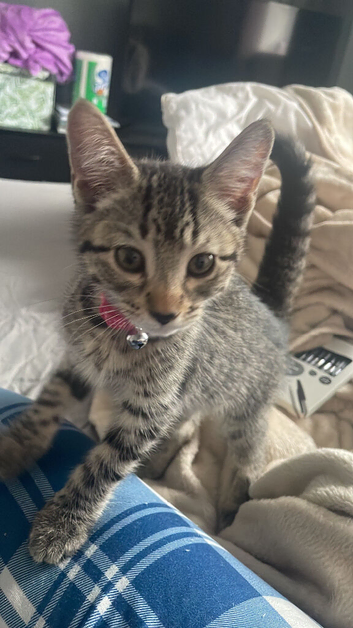 Female moggie tabby