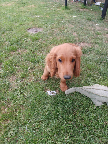 One F2 miniature cockapoo puppy left!