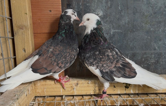 Deep Birmingham roller pigeons