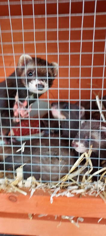 Black polcats  eu polecat