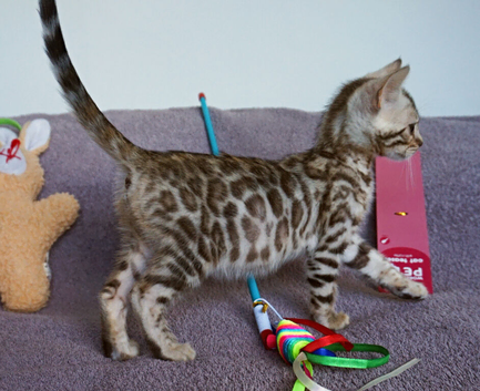 Gorgeous Bengal Girl Kitten