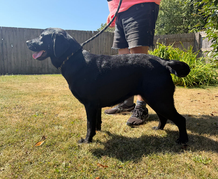 Adult - KC Registered Labrador Retriever Bitch