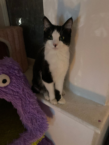 1 year girl bobtail
