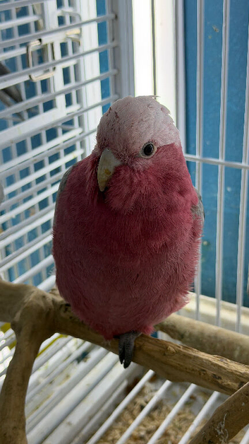 Baby galah cockatoo
