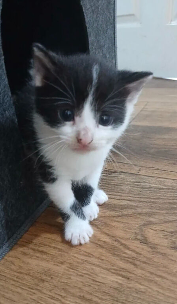 8 week old male kitten