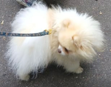 Beaver and white parti colour Pomeranian KC reg