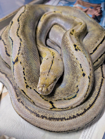 Platinum Bacan motley male reticulated python