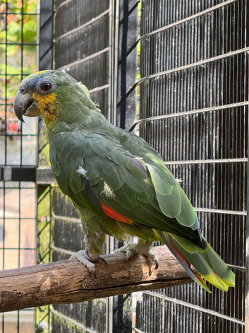 Orange Wing Amazon Hen