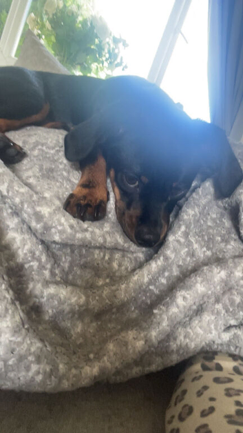 8month chihuahua x dachshund puppy
