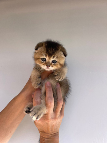 PUREBRED SCOTTISH FOLD KITTENS