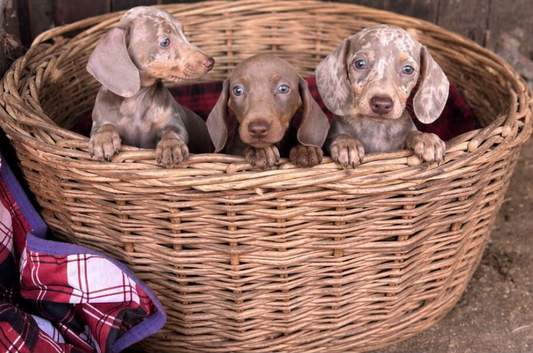 Miniature dachshund