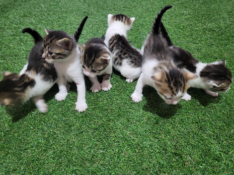 Kittens