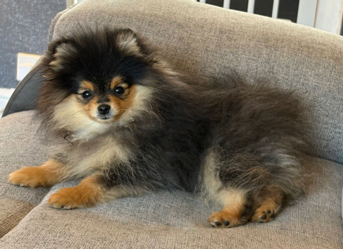 Rkc Pomeranian Puppy for sale