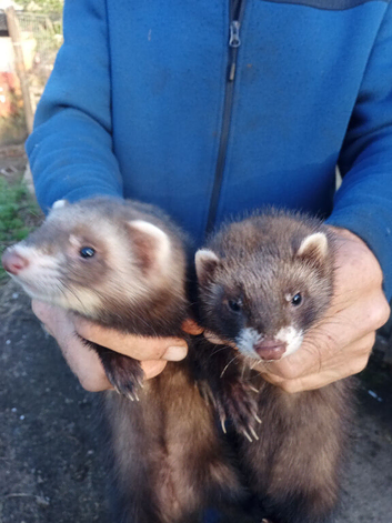 Ferrets