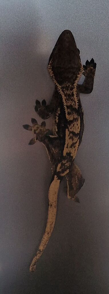 Male Crested Gecko