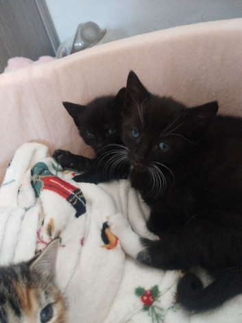 Kittens