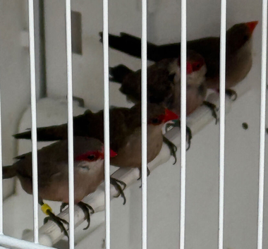 St Helena waxbill