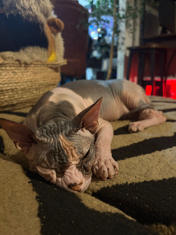Sphinx