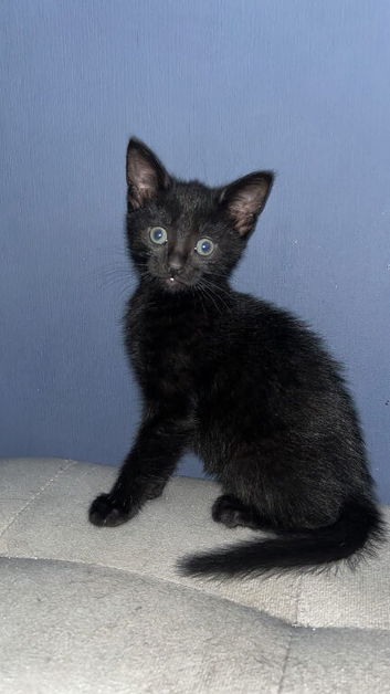 Black kittes
