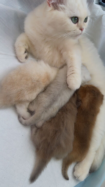2 British Shorthair and 2 British Longhair kittens available